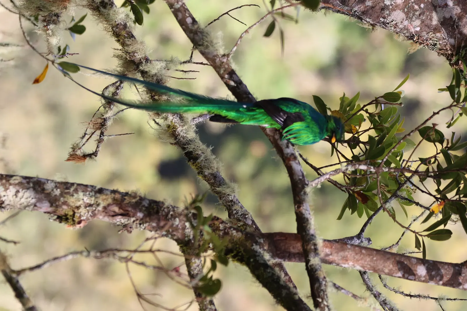 Resplendent quetzal (Pharomachrus mocinno), Costa Rica