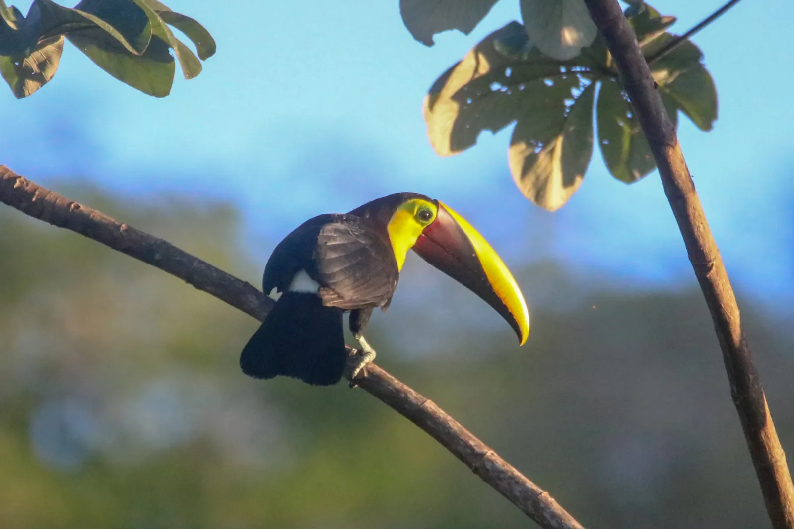 Yellow-throated toucan (Ramphastos ambiguus), Costa Rica