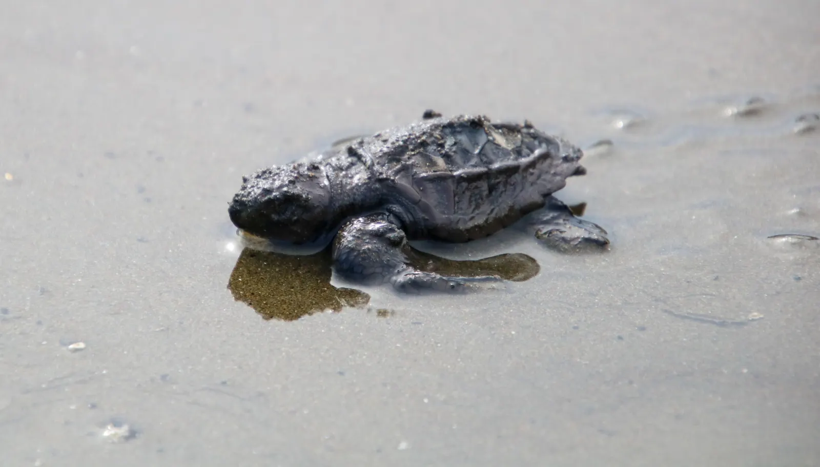 Sea turtle hatchling on the sand, Costa Rica